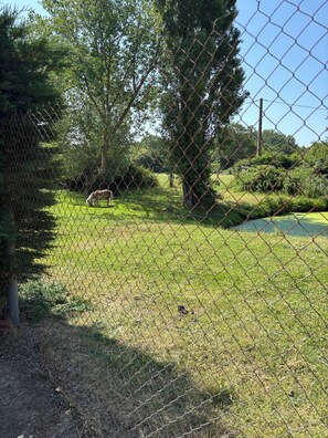 Vue du jardin  fermé avec poney et moutons à avec une séparation en grillage.
