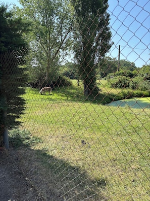 Vue du jardin fermé avec poney et moutons à avec une séparation en grillage.