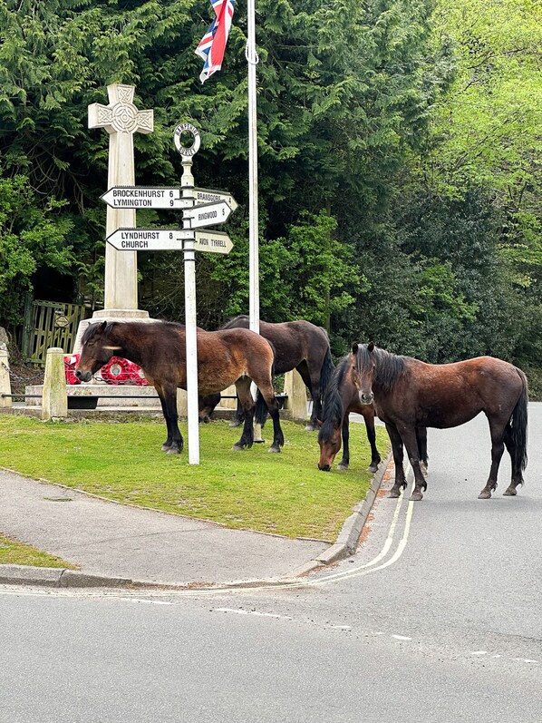 New Forest Ponies