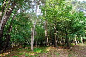 A view of our beautiful woods