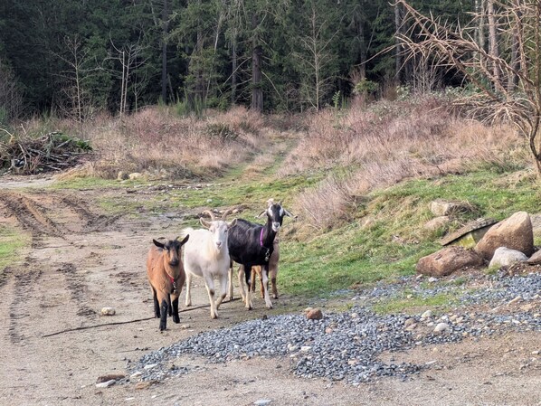 Goats (1)