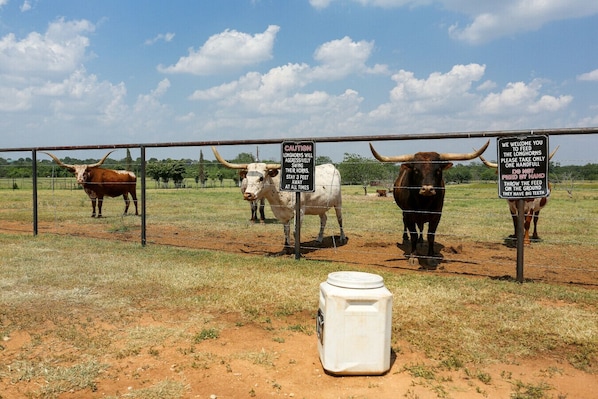 Say hi to the longhorns