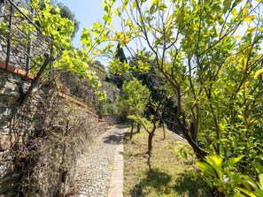 Green, Leaf, Vegetation, Yellow, Shrub, Spring, Garden, Stone Wall, Walkway, Fence