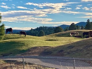 Wild Horses and a walking trail across the street at the Links Golf Course