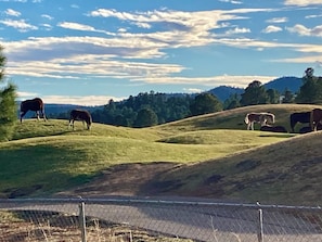 Wild Horses and a walking trail across the street at the Links Golf Course