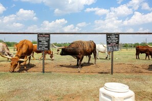 Meet your neighbors—Texas longhorns, up close and personal