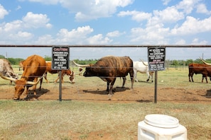Meet your neighbors—Texas longhorns, up close and personal