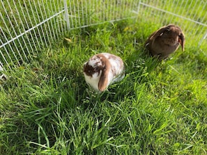 Animaux de compagnie acceptés