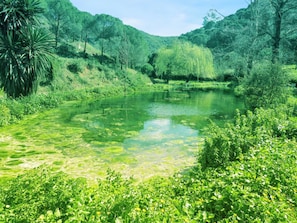 Lake view