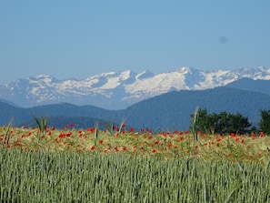 champs de coquelicots face aux Pyrénées