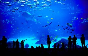 Divers