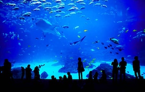 Divers