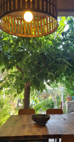 Mulberry tree for shade