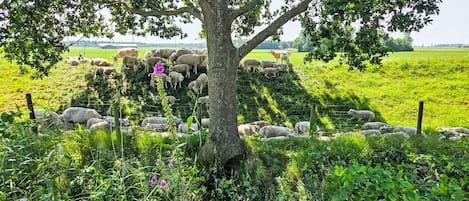 Green, Vegetation, Natural Landscape, Shrub, Grassland, Landscape, Plant Community, Groundcover, Rural Area