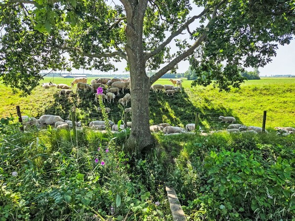 Green, Vegetation, Natural Landscape, Shrub, Grassland, Landscape, Plant Community, Groundcover, Rural Area