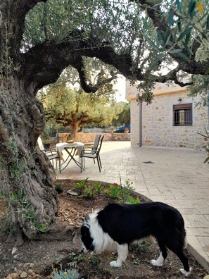 Terraza o patio