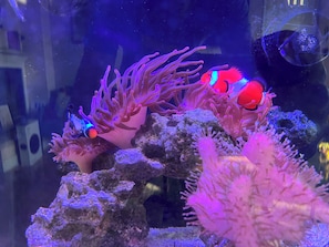 Mated clownfish pair living in anemones next to the couch!