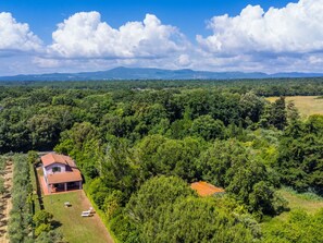 Tree, Vegetation, Natural Landscape, Landscape, Ecoregion, Grassland, Rural Area, Plain, Land Lot, Forest