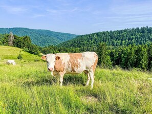 Grass, Grassland, Pasture, Natural Landscape, Hill, Summer, Landscape, Ecoregion, Highland