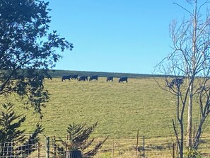 Views of cows grazing 