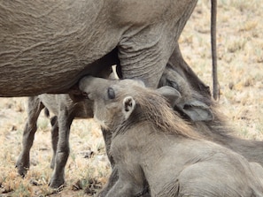 Safari