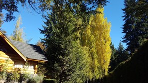 Trädgård