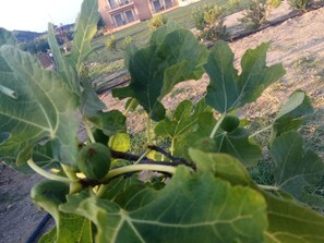 Tuin