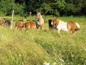 Direkte Umgebung [Sommer] (<1 km)