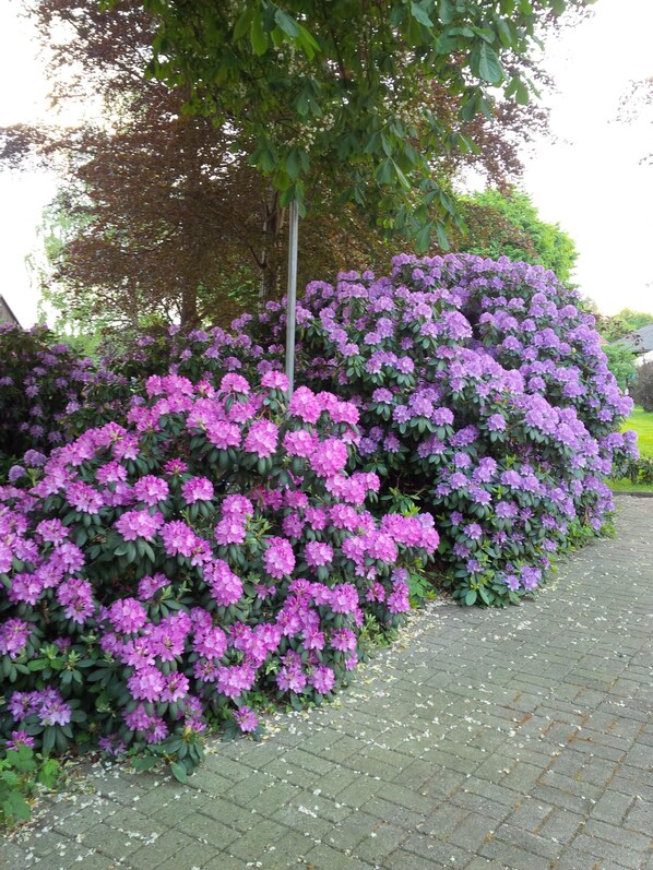 Trädgård