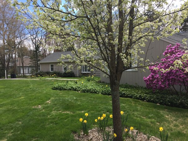 Front yard