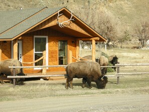 In the winter season, bison migrate to the north of Yellowstone near the cabin.