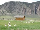 Wild bighorn sheep in the pasture near the cabin.