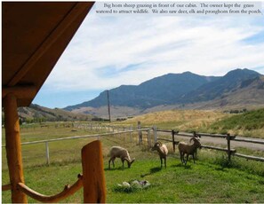 Bighorn sheep are very common visitors to the cabin!