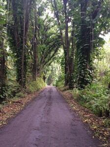 Sweet retreat close to the ocean. Where natures sights and sounds delight soul.