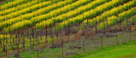 Sonoma Spring