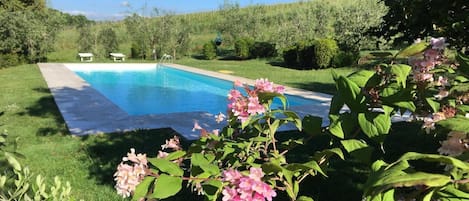 Swimming Pool, olive grove and vineyards in the back