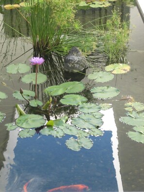 Japanese Koi Pond