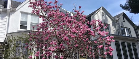 Welcome to Ednor Gardens! 
Our Magnolia in Bloom this Spring