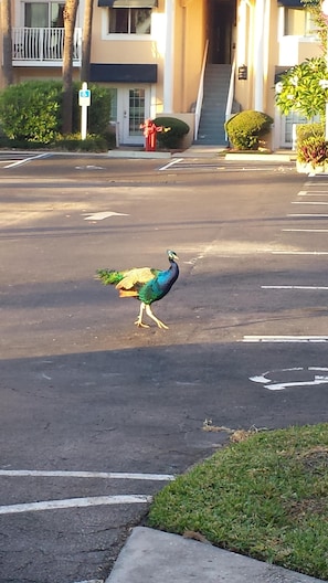 Peacocks frequent the property