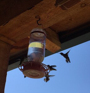 Enjoy Wildlife from Your Rocking Chair and Swinging Bench on Front Porch