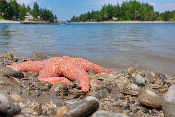 Starfish