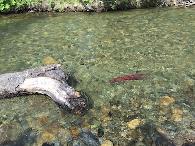 Riverfront Cabins Where You Can View Salmon From Mid July To September