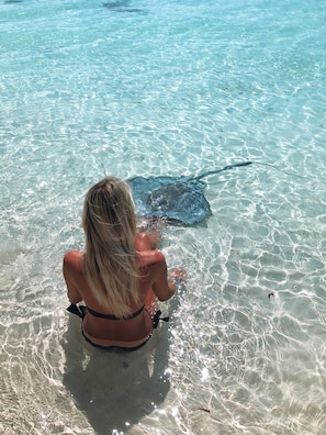 Meet friendly Eagle Rays at Stocking Island