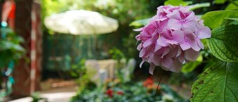 Hyacinths and roses dot the verdent garden that embraces Corina's Venice.