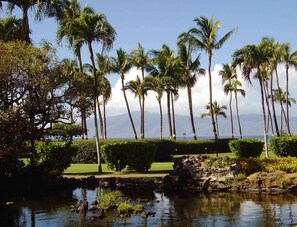 View from Lanai