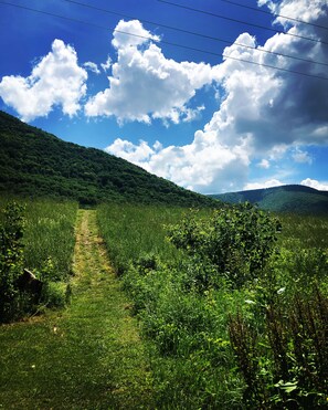 Shot of the Trail to the lake in Summer 
