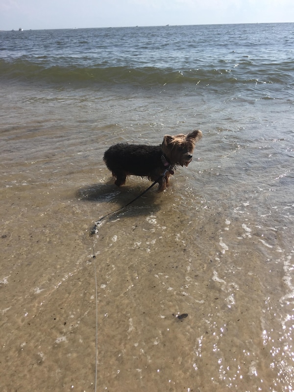 Dog friendly beach except from noon - 4pm