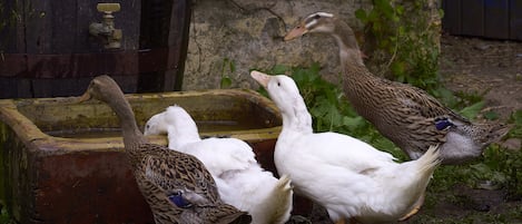 Enceinte de l’hébergement