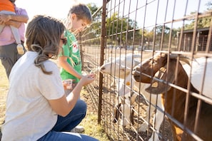 Visit and feed the goats and pigs during your stay!