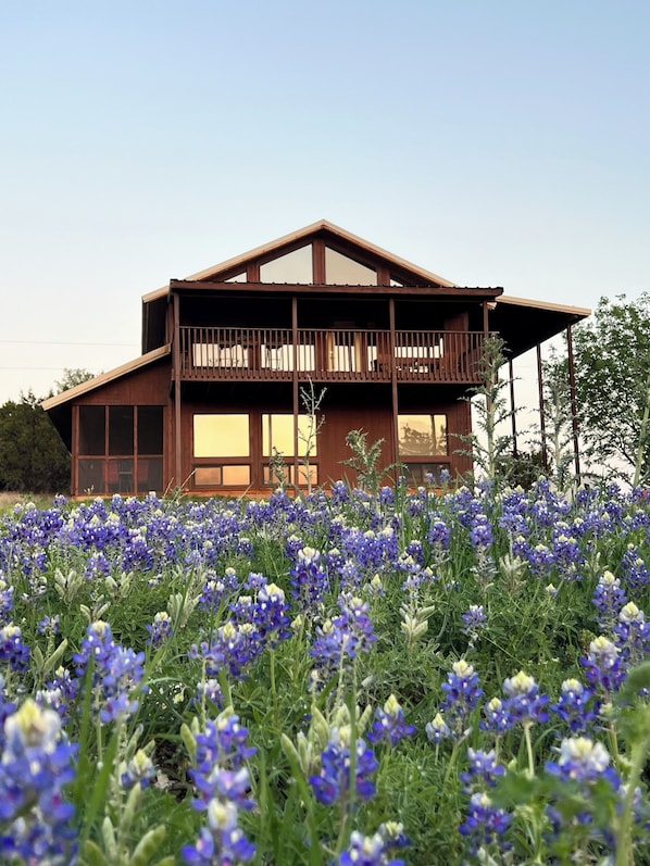 Bluebonnets abound!